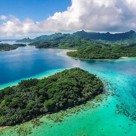 B & Bee Wild Island - Nature Song Fare Luaran gambar
