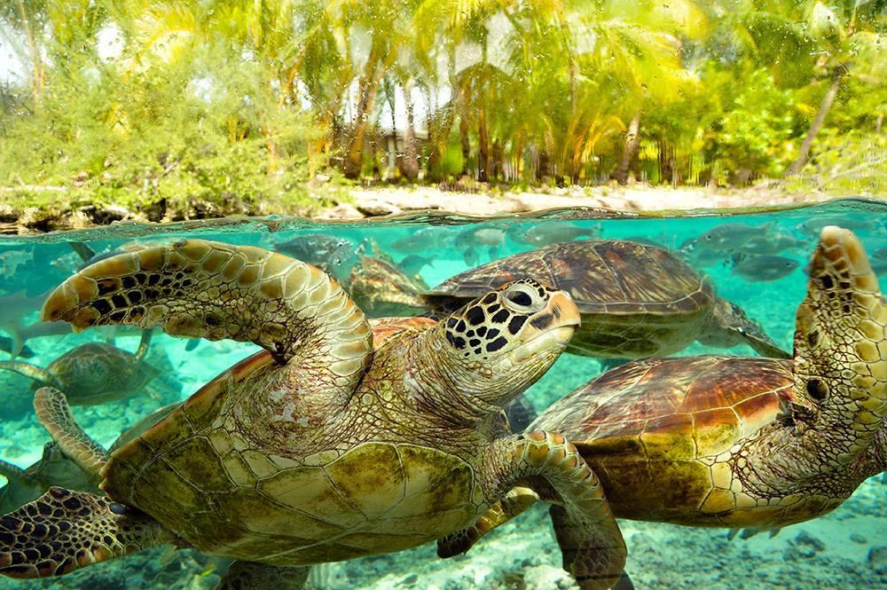 B & Bee Wild Island - Nature Song Fare Luaran gambar